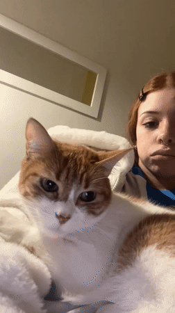 Orange cat lounges close-up in Buenos Aires apartment