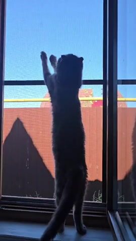 A light-colored cat stands on its hind legs, reaching up with its front paws towards a window screen. The cat is silhouetted against a bright blue sky. Outside the window, a reddish-brown textured wall is visible, casting a triangular shadow on the ground. Yellow and pink structures can be seen on the wall. The window frame is made of dark wood or metal, with a visible screen. The bottom of the frame has a sill where the cat is standing, and some green vegetation is visible below. The lighting suggests it is daytime, possibly late afternoon due to the shadow.