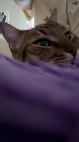 A tabby cat lies on a purple fuzzy surface. A person wearing light-colored pajamas with a bear pattern is partially visible in the background. The person's hand reaches into the frame and gently pets the cat on its back. The cat's face is mostly visible, with its eyes open and looking towards the camera. The lighting is soft and appears to be indoors.