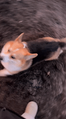 Corgi enjoys sunset moment in German village