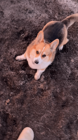 Corgi enjoys sunset moment in German village