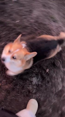 Corgi enjoys sunset moment in German village