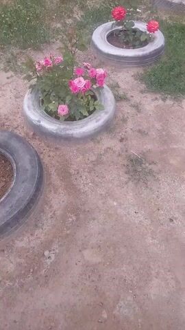 A close-up, slightly shaky video captures a ground-level view of a garden with three planters made from old tires. The planters are arranged in a rough diagonal line from the bottom left to the top right of the frame. In the foreground, on the bottom left, is a tire planter with dirt inside. To the right of that is a tire planter with a rose bush full of pink roses. Further back and to the right is another tire planter with a rose bush featuring both pink and red roses. The ground is a mix of dirt and sparse green grass. The lighting suggests it is daytime, possibly late afternoon, given the soft light. The video pans slightly to the right and upwards, showing the different planters and flowers. No people are visible in the frame.