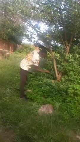 A young male, wearing a white t-shirt with a colorful graphic and dark pants, stands in a grassy area next to a tree. He is holding a machete and appears to be cutting branches from the tree. The area is overgrown with green vegetation, and a brick wall is visible in the background. The scene is lit by daylight.