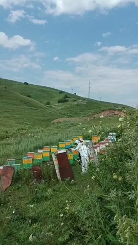 A beekeeper in a white suit is tending to a row of colorful beehives set up on a grassy hillside under a partly cloudy sky. The beehives are arranged in multiple rows and are painted in various colors, including green, yellow, and red. In the background, rolling green hills are visible, with power lines and wind turbines on the horizon. The overall scene depicts a rural beekeeping operation.