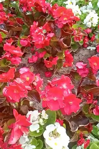 The video opens with a close-up view of red and white begonia flowers. The camera then pans out to reveal a landscaped area with manicured evergreen trees framing a path. In the background, there are benches, a fountain, and a multi-story building. A white car is visible parked on the street behind the fountain. The overall scene depicts a well-maintained public space, possibly a park or a plaza.