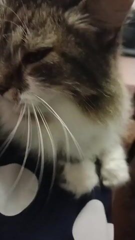 This is a close-up video of a cat's face. The cat has brown and white fur and long white whiskers. The cat's eyes are green. The cat appears to be looking at something off-camera. There are two white circles visible in the foreground, possibly on a blanket or piece of fabric. The video is dimly lit.