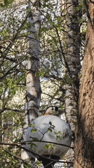Woodpecker perches on street light in Moscow park