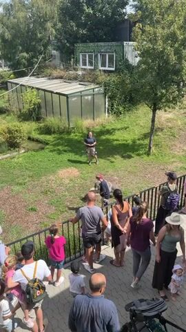 This video shows an outdoor scene, possibly a zoo or animal sanctuary. A group of people, including adults and children, are gathered behind a railing, observing an enclosure. In the enclosure, a man in a blue shirt appears to be interacting with an animal, possibly a donkey or similar large mammal, which is standing near a man in a dark shirt. A small stream or water feature runs through the grassy enclosure, which also contains a greenhouse-like structure and a larger building covered in greenery. The overall impression is of a public viewing area during an animal presentation or feeding.