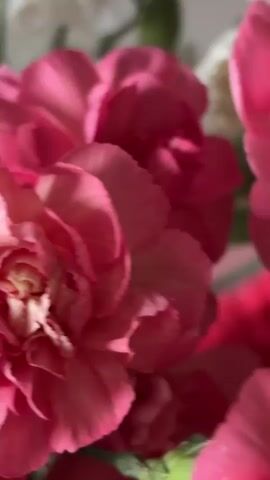 This is a close-up, slightly blurry video of a bouquet of pink carnations. The flowers are in focus, with their delicate, ruffled petals taking center stage. The lighting suggests it could be daytime, with natural light illuminating the blooms. The background is out of focus, but hints of white and possibly yellow flowers can be seen, suggesting a mixed bouquet. There are no people or text visible in the video. The overall mood is soft and romantic, likely captured in a home or floral setting in Haabneeme alevik, Estonia. The slight blur adds an artistic, dreamy quality to the footage.