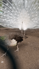 White peacock displays tail feathers in courtship ritual, Pavlikeni