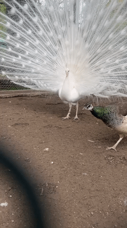 White peacock displays tail feathers in courtship ritual, Pavlikeni