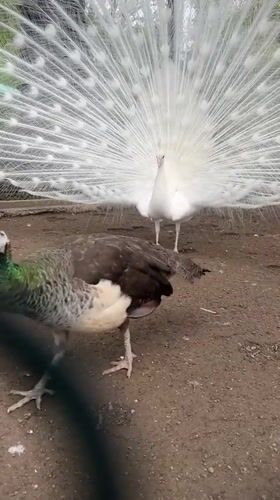 White peacock displays tail feathers in courtship ritual, Pavlikeni