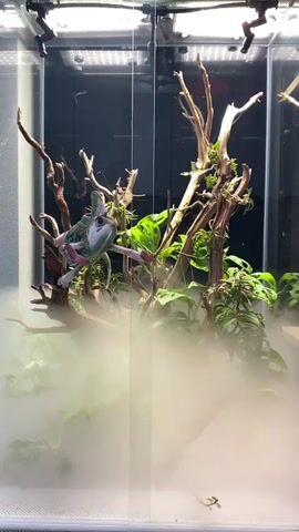A chameleon is hanging on a branch in a terrarium. The terrarium is filled with mist and has plants and branches inside. The chameleon is green and white. The mist is obscuring the lower part of the terrarium.