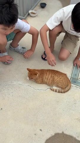 TWO YOUNG BOYS, one wearing a white t-shirt and tan shorts, the other in a white t-shirt and gray crocs, are kneeling on a concrete ground. The boy on the right is wearing glasses and petting an orange tabby cat that is lying down. The boy on the left is also reaching towards the cat. In the background, there is a metal fence and two bowls, one with what appears to be cat food. The concrete ground is cracked and somewhat wet in places.