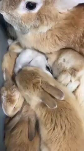 The video shows a group of rabbits huddled together. An adult, tan-colored rabbit with large, dark eyes rests atop a pile of smaller rabbits. These baby rabbits, mostly tan-colored as well, appear to be sleeping or resting beneath the adult. One of the baby rabbits is noticeably white. The rabbits are in a confined space, and pieces of straw are visible at the bottom of the frame.