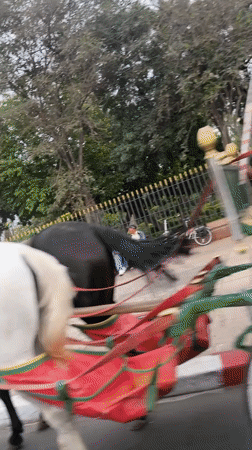 Decorated horse carriage passes through Marrakesh streets
