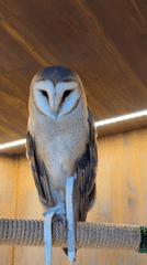 Up close with owls and mushrooms at a Khimki nature exhibit