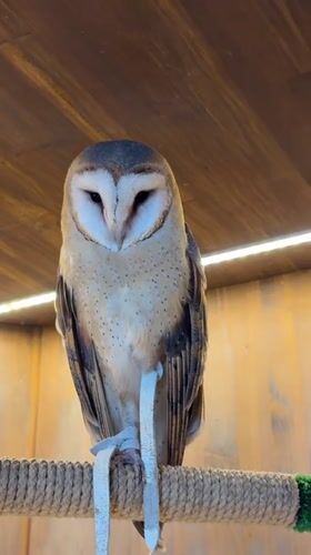 Up close with owls and mushrooms at a Khimki nature exhibit