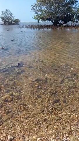 The video shows a shallow body of water with a sandy and pebbly shoreline. The water is clear enough to see the seabed. In the background, there are trees, some of which appear to be mangroves, with their roots exposed. The sky is blue and clear, suggesting a sunny day. There are no people or animals visible in the video, and no apparent human activity. The scene appears to be a natural coastal environment.