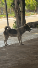 Everyday morning scenes documented in Bờ Y, Vietnam
