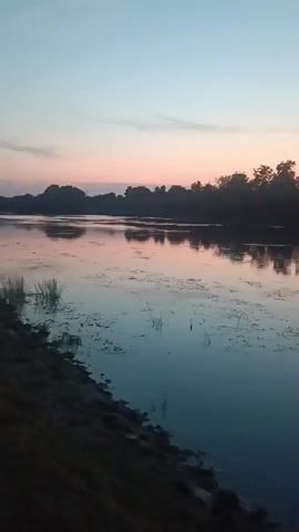 The video shows a serene lake with trees reflecting on the water's surface. The sky is a gradient of soft pink and blue, indicating either sunrise or sunset. The water is calm, with a few patches of aquatic plants visible. The overall atmosphere is peaceful and tranquil.