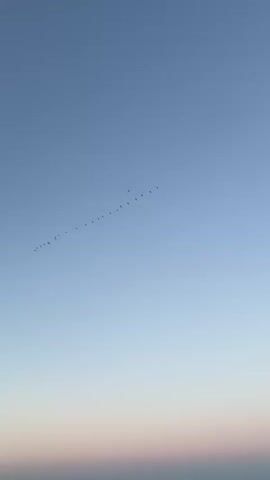 The video shows a flock of birds flying in a diagonal line across a light blue sky. The birds are silhouetted against the sky and appear to be flying in formation. The sky is clear and there is a gradient of light at the bottom, suggesting either sunrise or sunset.