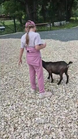 A young girl wearing a pink cap, a striped t-shirt, and pink sweatpants is standing on a gravel surface holding a white cup. A small, dark-colored goat is standing in front of her, with its head near the cup, appearing to be eating or drinking from it. The girl is looking down at the goat. In the background, there are trees and a wooden bench. Another person, an adult woman wearing a blue shirt and white pants, is visible on the right side of the frame, holding a phone. The overall environment appears to be outdoors in a natural setting, possibly a farm or petting zoo.