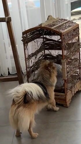 Baby owl and small dog meet on a tiled floor in Bali