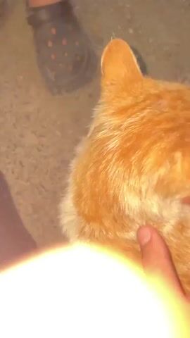 A person's hand pets a ginger and white cat's head and face. The cat's fur is short and slightly disheveled. The background is dark and appears to be an outdoor surface, possibly concrete or asphalt, with some dark objects in the upper left corner that resemble footwear. The lighting is dim, and the focus shifts between the cat's face and the hand. The video is short, lasting only a few seconds.