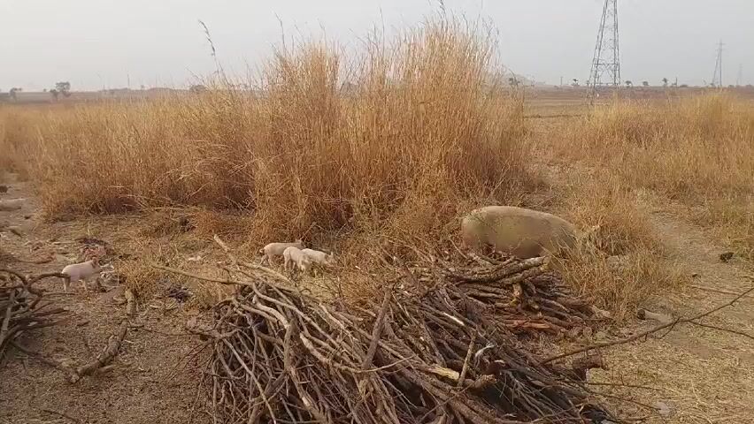 The scene depicts a rural landscape with dry, brown grass covering the ground. In the foreground, there is a pile of wooden branches and twigs. Several small, light pink piglets are scattered around the branches and a patch of tall grass. An adult pig, also light in color, is standing in the grass nearby. In the background, a power transmission tower is visible. The sky is overcast, contributing to a muted, gray tone of the entire scene.