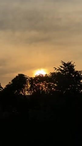 The video shows a sunset with the sun peeking through the leaves of silhouetted trees. The sky is cloudy and a muted orange color. The video is short, lasting only a few seconds, and shows no people or specific actions. The environment appears to be outdoors, possibly in a rural or suburban area with a lot of trees.