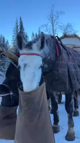 Two harnessed horses are standing in the snow, each wearing a feed bag around their head and neck. The horse in the foreground is gray and white spotted, and the horse behind it is mostly black with some white markings. Both are covered with blankets and have red headbands. A person in a dark jacket reaches out to pet the gray horse on its head. The background shows a snowy landscape with pine trees and a clear blue sky.