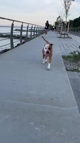 The video opens with a close-up of a brown and white pit bull dog trotting towards the camera on a concrete walkway. The dog is panting with its tongue out, appearing happy and energetic. In the background, a person in a black outfit is walking away from the camera, followed by another person. The scene is set along a waterfront promenade with a metal railing separating the walkway from the sea. The sea is calm with gentle waves, and rocky shorelines are visible. Beyond the water, a distant town with buildings is perched on a hill under a clear blue sky with scattered clouds. The time of day appears to be late afternoon or early evening, given the soft lighting. The overall mood is peaceful and serene, with the dog's lively presence adding a touch of joy to the tranquil setting. No visible text is present in the video.