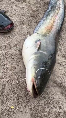 A close-up, overhead shot shows a large, dark-colored catfish lying on its side on a sandy surface. The fish's mouth is open, revealing a red interior. A white fishing line is looped around the fish's head, with a hook visible near its mouth. The fish's eyes are open and appear to be looking upwards. The sandy surface suggests an outdoor environment, possibly a riverbank or shoreline. The lighting is natural and appears to be daytime. The video focuses solely on the fish and its immediate surroundings.