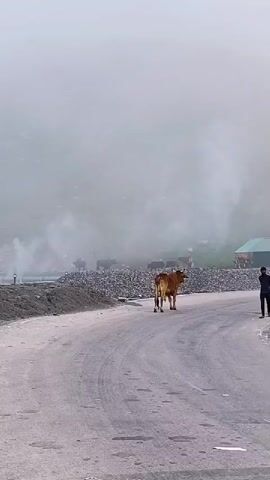 A dirt road curves through a foggy mountain landscape. A brown cow stands on the right side of the road facing away from the camera. In the background, several other cows and dark shapes that could be people are visible in the fog. Smoke or steam rises from multiple points in the middle ground. A person in dark clothing walks away from the camera on the right side of the road.