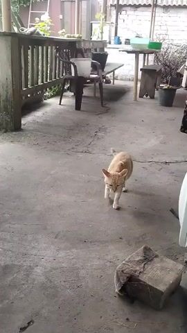 A ginger cat walks across a concrete patio. The cat is in focus and moves from left to right. In the background, there is a wooden railing, chairs, and tables. The cat jumps onto a green cushioned seat at the end of the video.