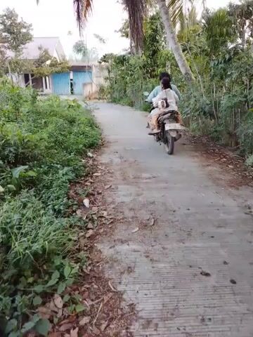 A person rides a motorcycle down a dirt road. The road is lined with lush green vegetation on either side. A palm tree can be seen in the foreground, its fronds swaying gently in the breeze. In the background, a house with a blue gate is visible. The sky is clear and bright.