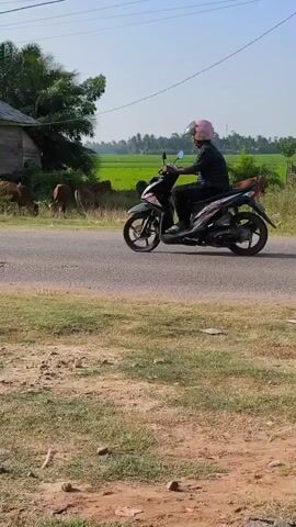 The video shows a road with a grassy verge on either side. In the background, there is a field of green crops, trees, and a small building. Several cows are grazing on the grass near the road. A person on a motorcycle rides across the screen from left to right.