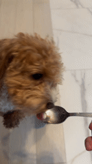 Toy poodle at home in Minsk, mixed with safety reference imagery