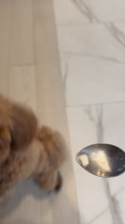 Toy poodle at home in Minsk, mixed with safety reference imagery