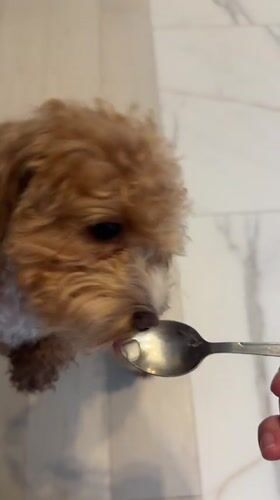 Toy poodle at home in Minsk, mixed with safety reference imagery