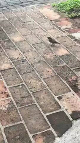 The video shows a brick sidewalk that leads to a street with cars parked on the other side. The sidewalk is made of red bricks. There is a bush on the left side of the sidewalk and grass on the right. Three small, brown birds are on the sidewalk. They are foraging for food. The sidewalk is wet.