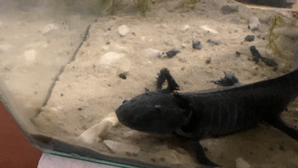 Black axolotl spotted in decorated tank in La Paz