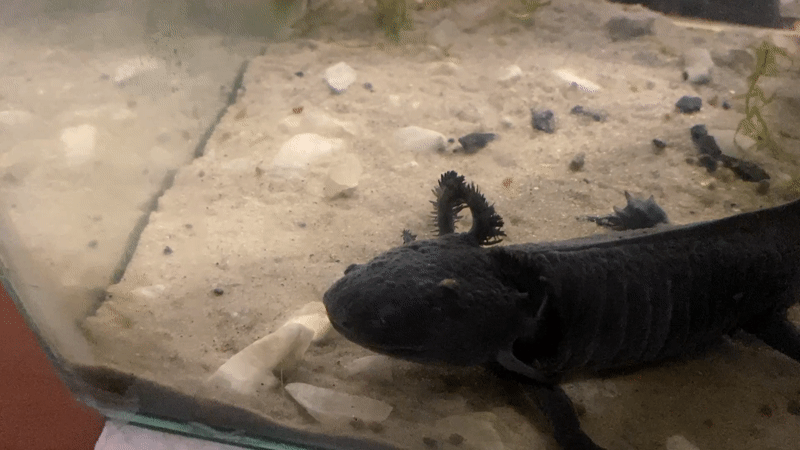 Black axolotl spotted in decorated tank in La Paz