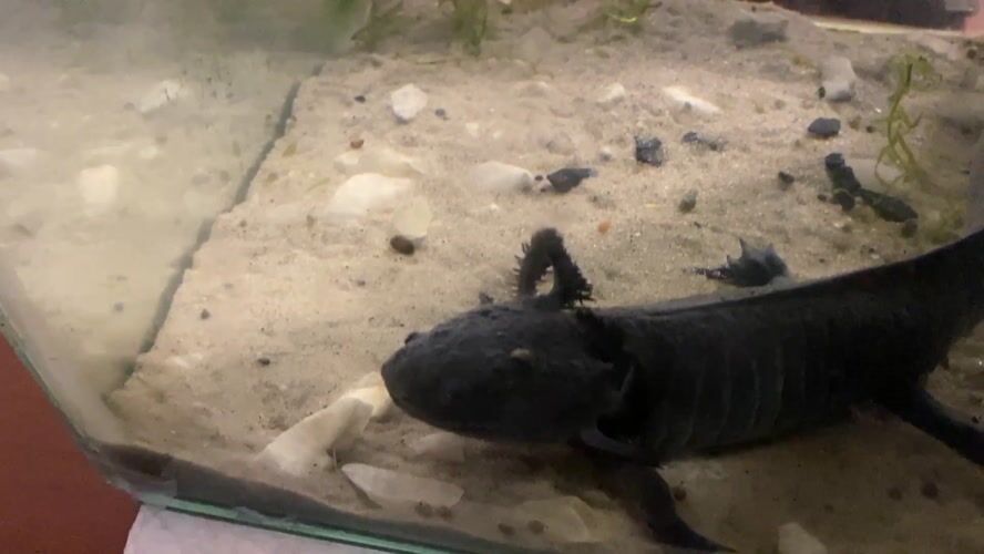 Black axolotl spotted in decorated tank in La Paz