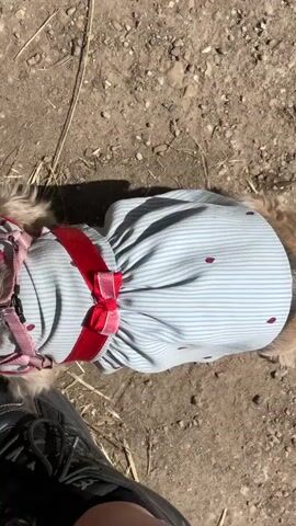 The video shows a small dog lying on dirt and scattered dry grass, wearing a light blue and white striped dress with a red ribbon and bow around the middle.  The dog's head is visible, and it appears to be looking up. A black sneaker is also visible in the bottom left corner of the frame, possibly belonging to the dog's owner.