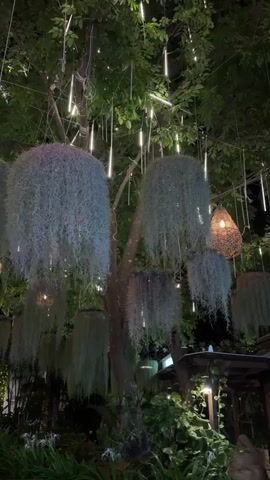 A video shows a tree at night decorated with hanging plants and lights. The plants are long and wispy, creating a curtain-like effect. The lights are small and tube-shaped, twinkling like rain or icicles. The scene is dimly lit, with the lights providing the main illumination. The background is dark, suggesting it is nighttime. There are no people or animals visible in the video. The overall atmosphere is magical and serene.