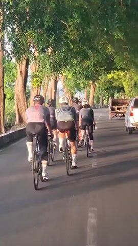 A group of seven cyclists, all wearing helmets and athletic cycling attire, are riding on a paved road under a canopy of trees. The cyclists are moving away from the camera in a staggered formation, with the lead cyclist in a purple and pink jersey and the second cyclist in a striped blue and grey jersey. The road curves to the left, and on the right side of the road, there is a white car and a wooden cart being pulled by an unseen vehicle. Sunlight filters through the trees, casting shadows on the road. The environment appears to be a scenic route, possibly in a tropical or subtropical region, with lush green foliage and large trees lining the road.
