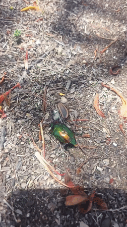 Sunny resort day captured at Playa El Agua Venezuela